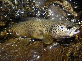 plombee peche au toc